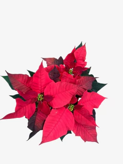 Euphorbia Estrella Federal