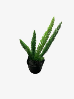 Asparagus Myersii - tienda online