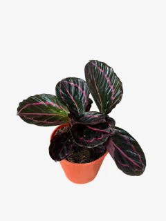 Calathea Dottie en internet