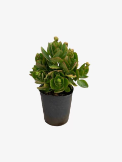 Calanchoe - VallsGarden
