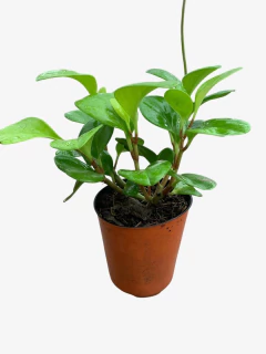 Peperomia Gold - VallsGarden