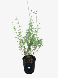 Salvia Greggi en internet