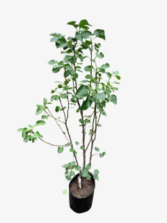 Peral De Flor - comprar online