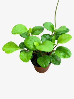 Peperomia Gold en internet