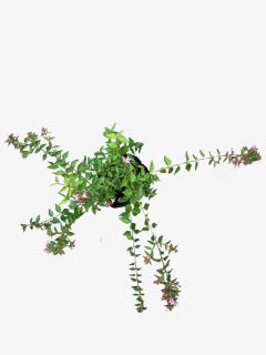 Abelia Grandiflora Hibrida "Edward Gauche" - VallsGarden