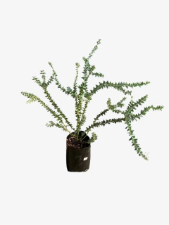 Acacia Cultriformis - comprar online