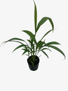 Pasto Palmera - comprar online