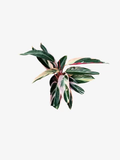 Calathea Stromante Sanguinea - tienda online