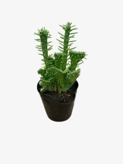 Crassula Crestada - comprar online