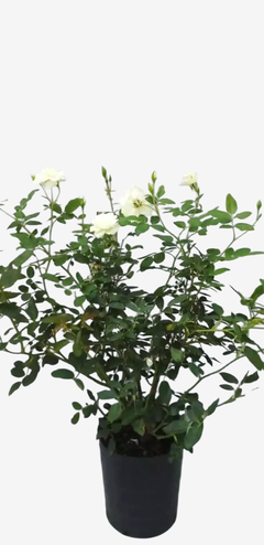 Rosal pie bajo Iceberg - comprar online
