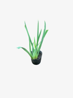 Iris Pseudoacorus - VallsGarden