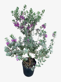 Leucophyllum Compactum en internet