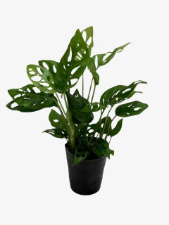 Philodendro Peruviano - comprar online