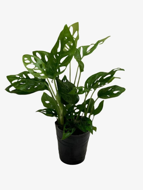 Philodendro Peruviano - comprar online