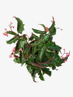 Begonia Avery en internet