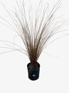 Carex Buchanani - comprar online