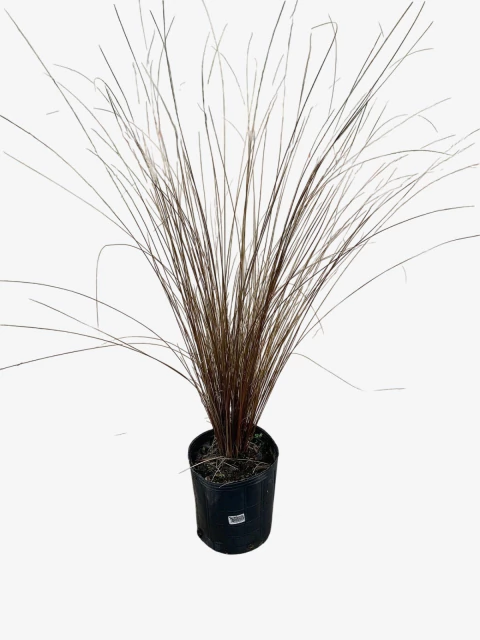 Carex Buchanani - comprar online