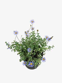 Agatea - comprar online