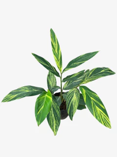 ALPINIA VARIEGATA en internet