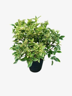 Laurentino variegado - VallsGarden