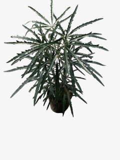Aralia Elegantisima en internet