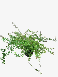 Abelia Grandiflora Compacta - comprar online