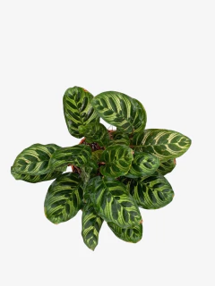 Calathea Macoyana - comprar online