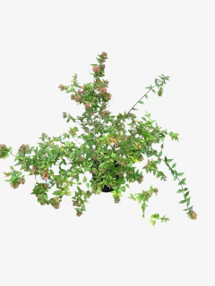 Abelia Grandiflora Aurea en internet