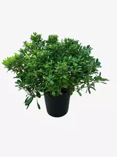 Pittosporum Enano (azarero) - VallsGarden