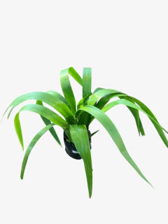 Iris Japonico en internet