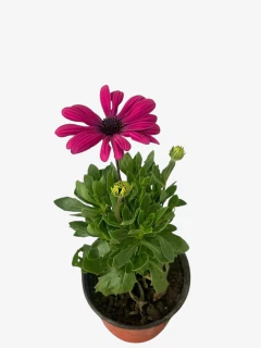 Dimorfoteca - comprar online