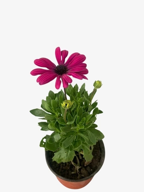 Dimorfoteca - comprar online