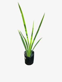 Iris Luisiana - comprar online