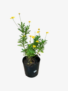 Euryops Verde - tienda online