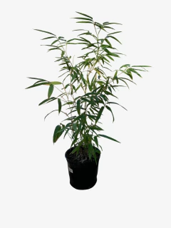 Phyllostachys bambusoides nigra (caña negra) - tienda online