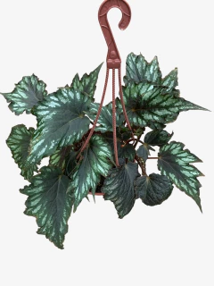 Begonia Rex - VallsGarden