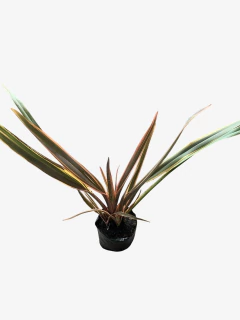 Phormium Tenax "Sundowner"(rosado) - VallsGarden