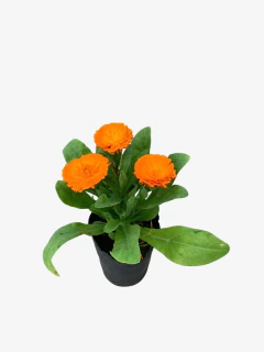 Calendula - comprar online