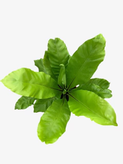 Asplenium - comprar online