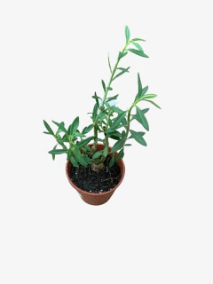 Pachypodium Lameri - comprar online