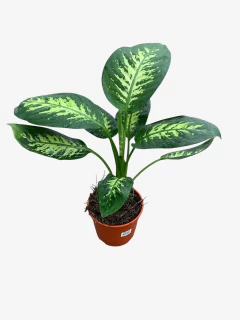 Diefenbachia Tropic en internet