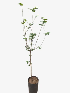 Membrillo Inj. 2A. - VallsGarden