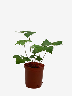 Anemona Japonica - VallsGarden