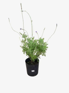 Lavanda Multifida - VallsGarden
