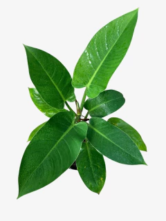 Philodendro Imperial Green - comprar online