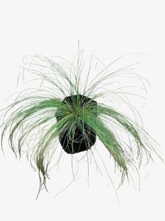 Stipa Tenuissima en internet