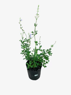 Salvia African Sky - VallsGarden