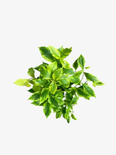 Duranta erecta aurea en internet