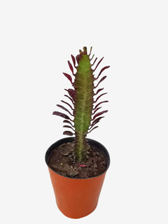 Euphorbia Trigona - comprar online