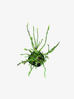 Baccharis trímera (carqueja) - VallsGarden